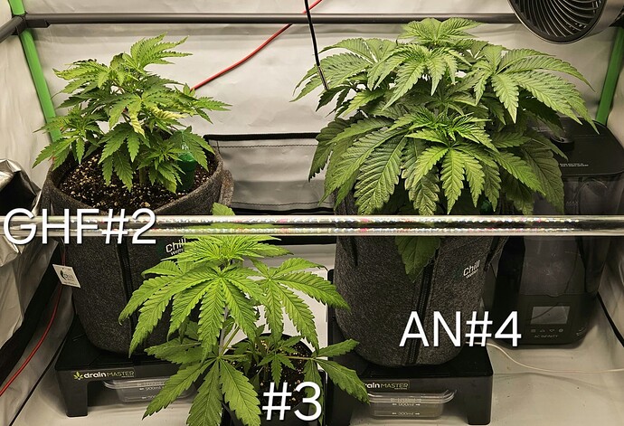 Growreport Bild 31