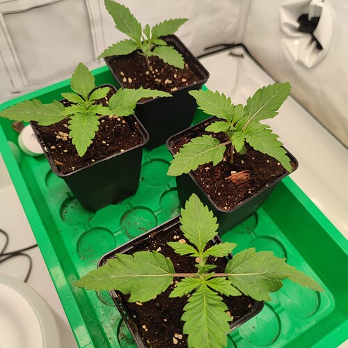 Growreport Bild 10