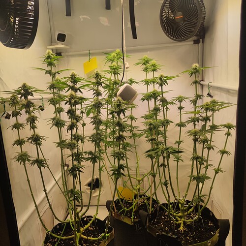 Growreport Bild 8