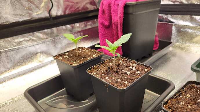 Growreport Bild 39