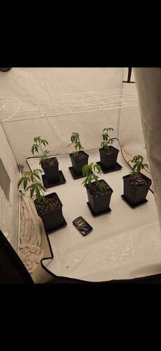 Growreport Bild 2