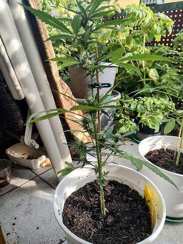Growreport Bild 2