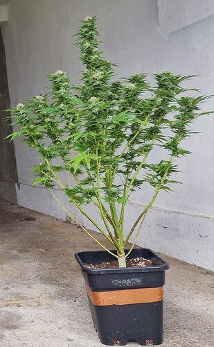Growreport Bild 1