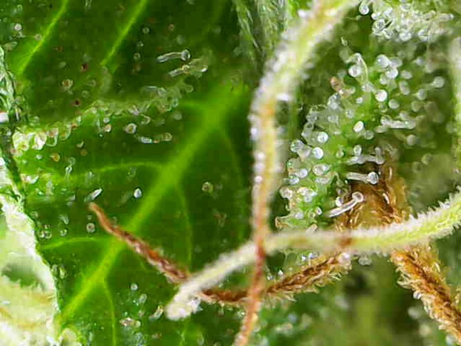 Growreport Bild 32