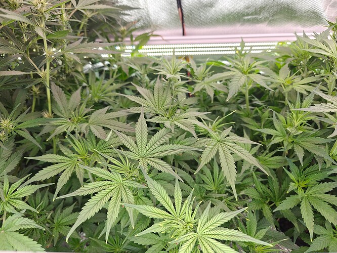 Growreport Bild 29