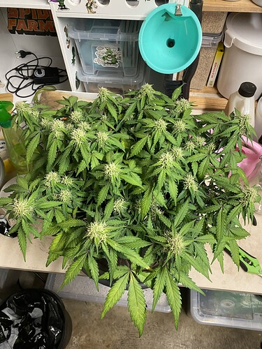 Growreport Bild 32