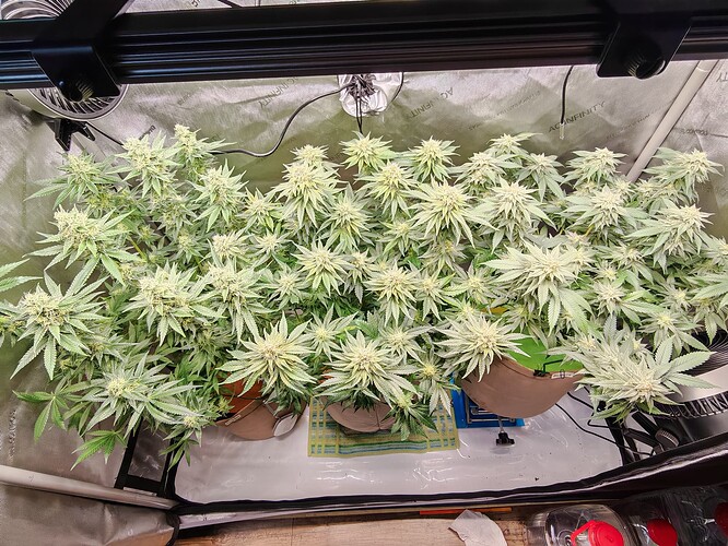 Growreport Bild 15