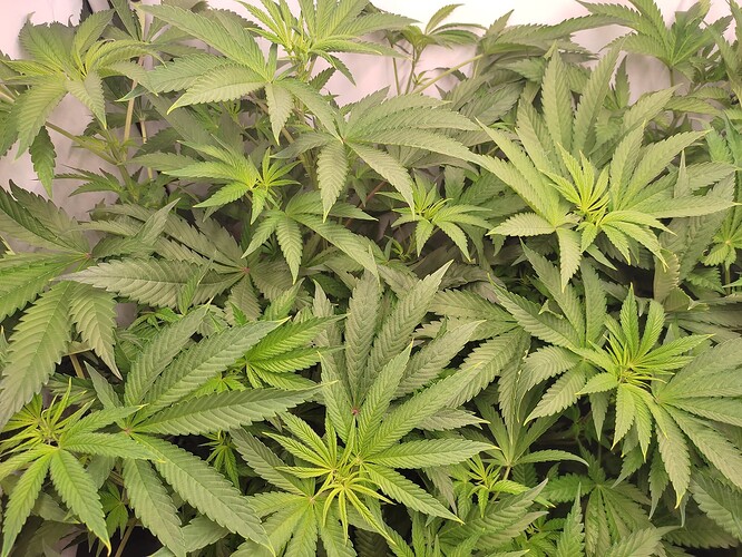 Growreport Bild 14