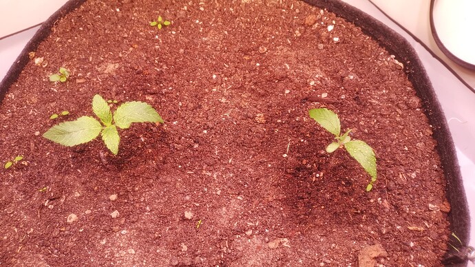 IMG_20250407_154824_324