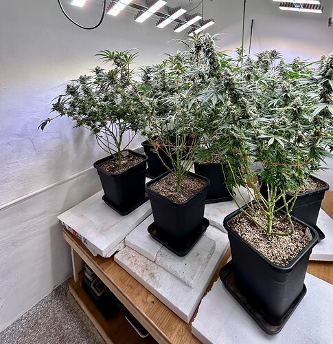 Growreport Bild 4
