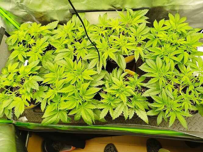 Growreport Bild 6