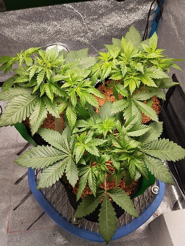 IMG_20241214_142800 - Kopie