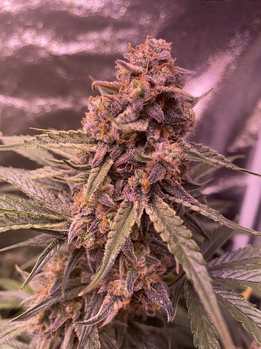 Growreport Bild 36