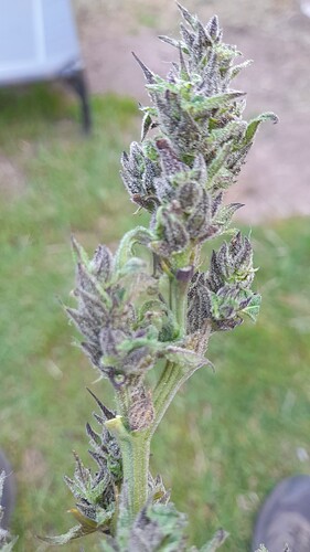 Growreport Bild 2