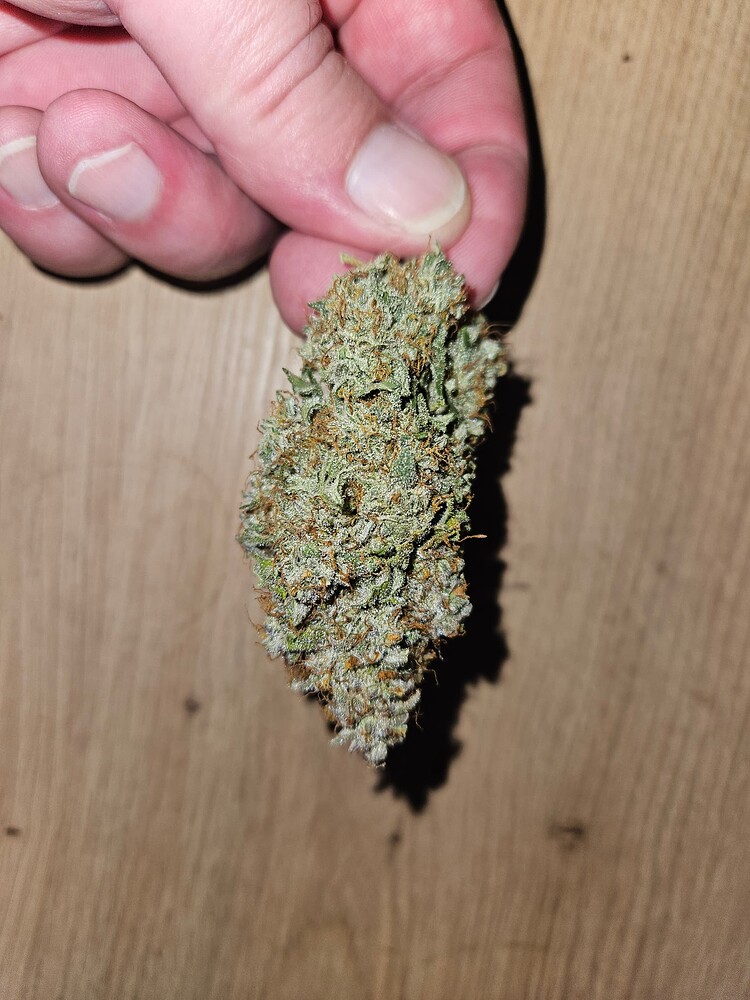 Erster Grow nach 27 Jahren... Der größte Feind ist die Geduld