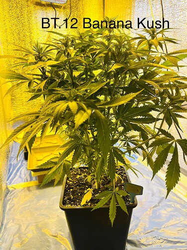 Growreport Bild 2