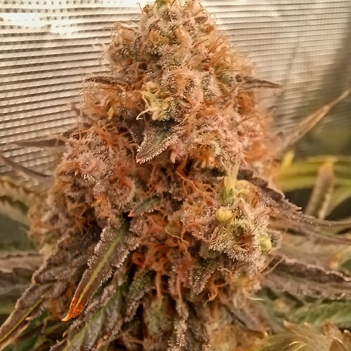 Growreport Bild 7