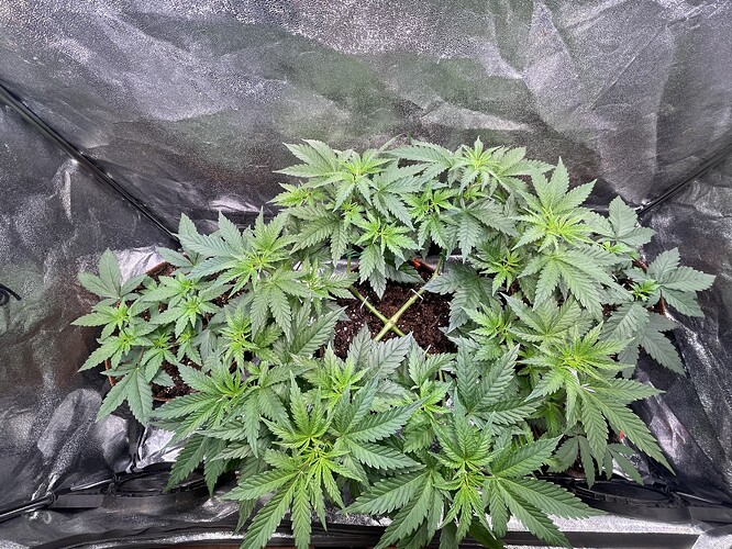 Growreport Bild 1