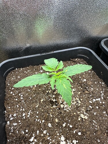 Growreport Bild 38