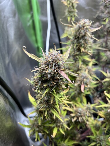 Growreport Bild 4