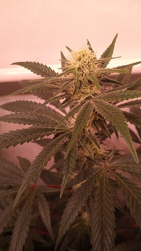 Growreport Bild 5