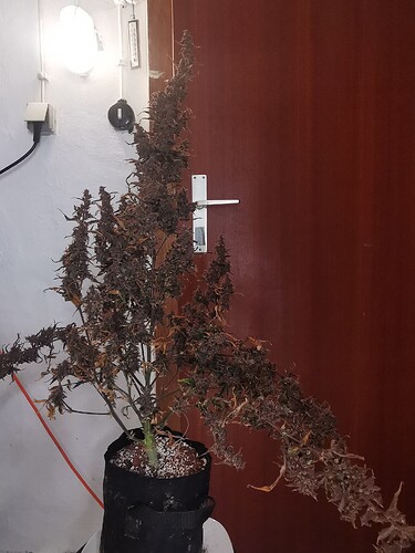 Growreport Bild 3