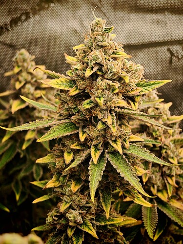 Growreport Bild 1