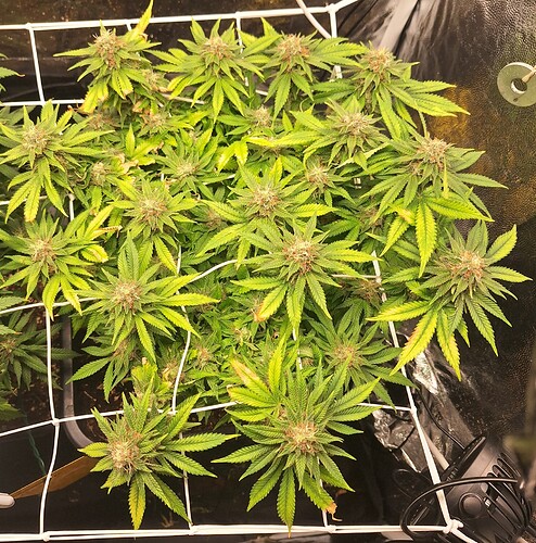 Growreport Bild 3