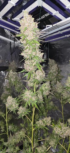 Growreport Bild 60