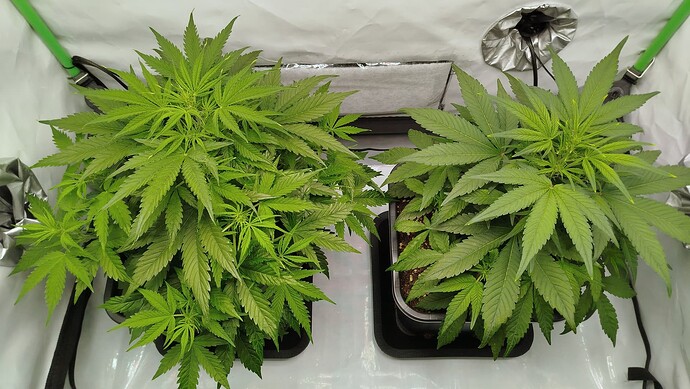 Zwei Cannabis-Pflanzen in einem Growzelt, links Bruce Banner und rechts Mandarine XL.