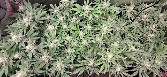 Growreport Bild 1