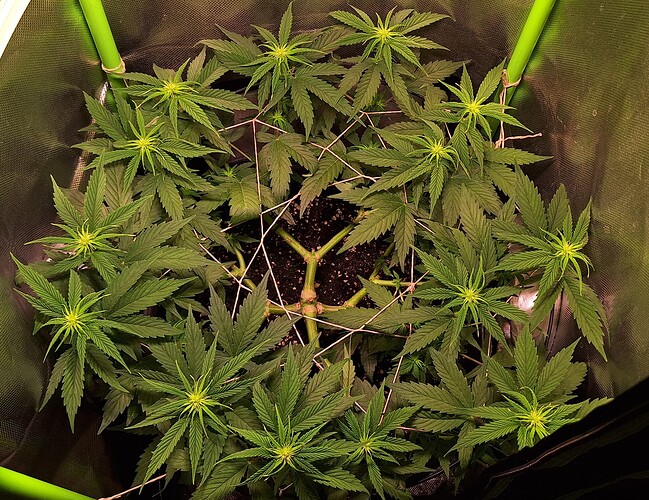 Growreport Bild 3