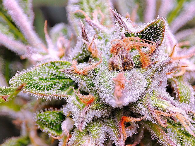 Growreport Bild 27