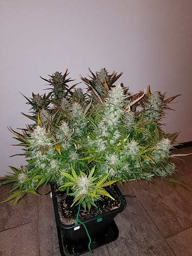 Growreport Bild 2