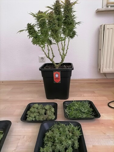 Growreport Bild 23