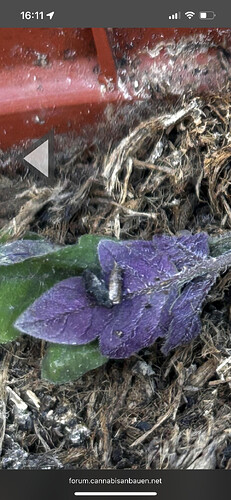 Growreport Bild 10