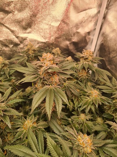 Growreport Bild 40