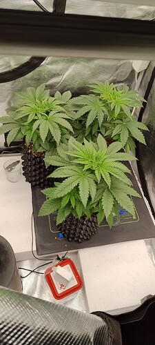 IMG_20250116_122349435