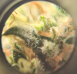 Growreport Bild 2
