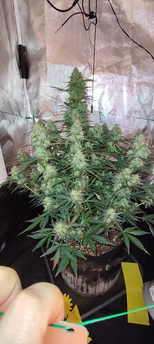 Growreport Bild 70