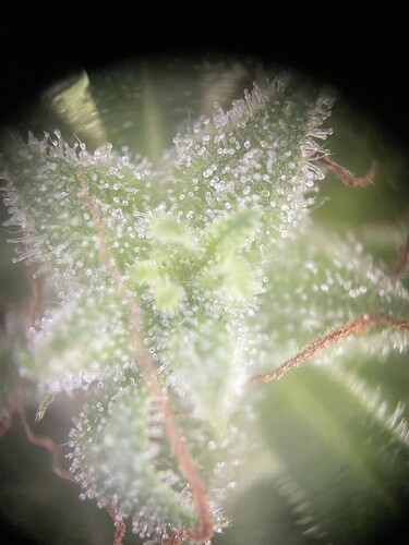 Growreport Bild 12