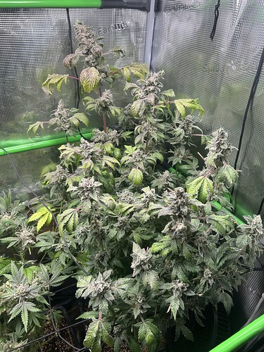 Growreport Bild 29