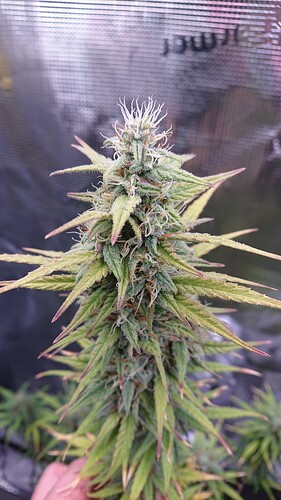 Growreport Bild 19