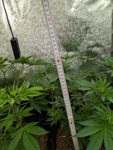 Growreport Bild 7