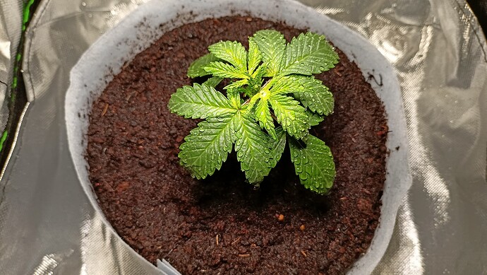 Growreport Bild 6