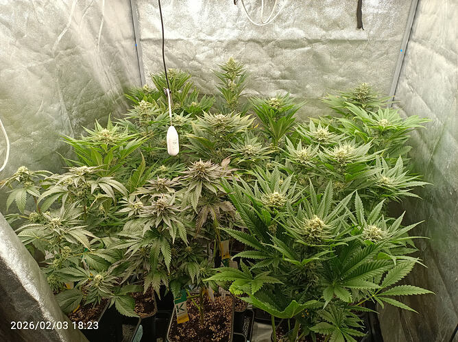 Growreport Bild 3