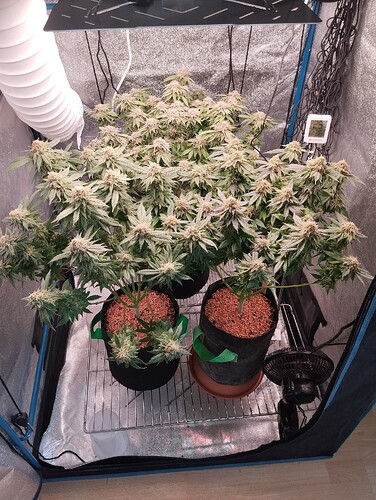 IMG_20250310_123352 - Kopie