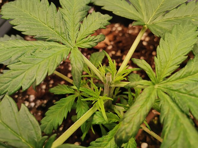 Amnesia Haze Topping, 27.05.25 (3)