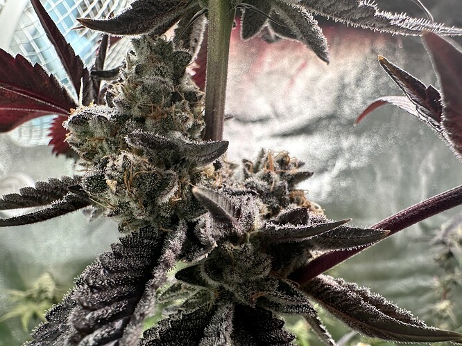 Growreport Bild 8