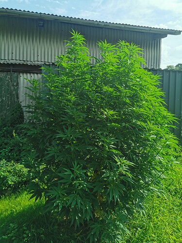 Growreport Bild 1